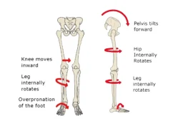 anatomie pieds et hanches